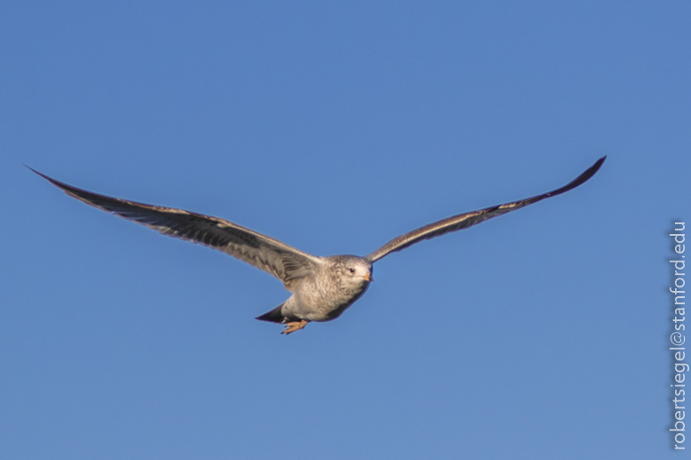 palo alto baylands